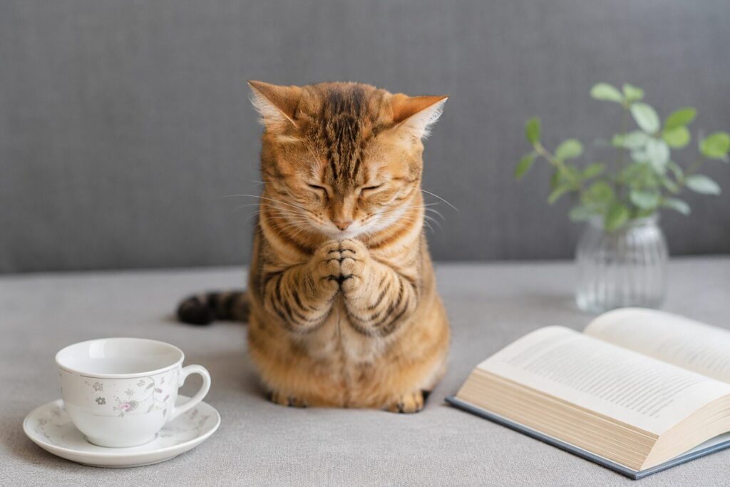 感謝する猫の画像。両手を合わせ、お辞儀している。